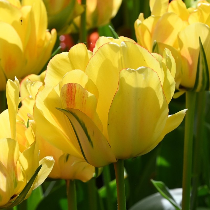Tulipa 'Akebono' Tulipa 'Akebono'
