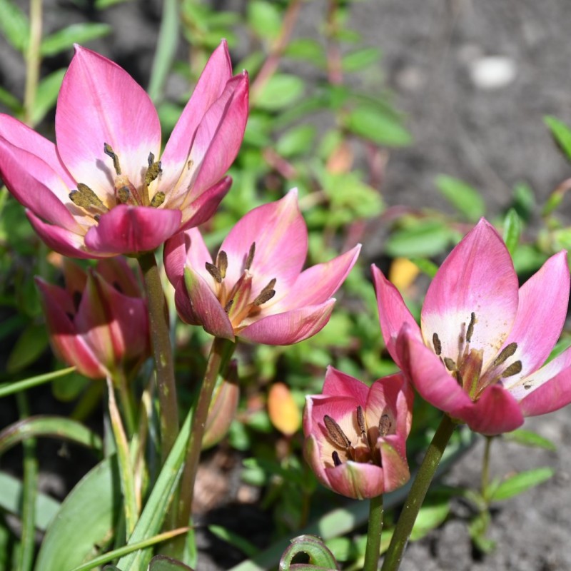Tulipa aucheriana Tulipa aucheriana