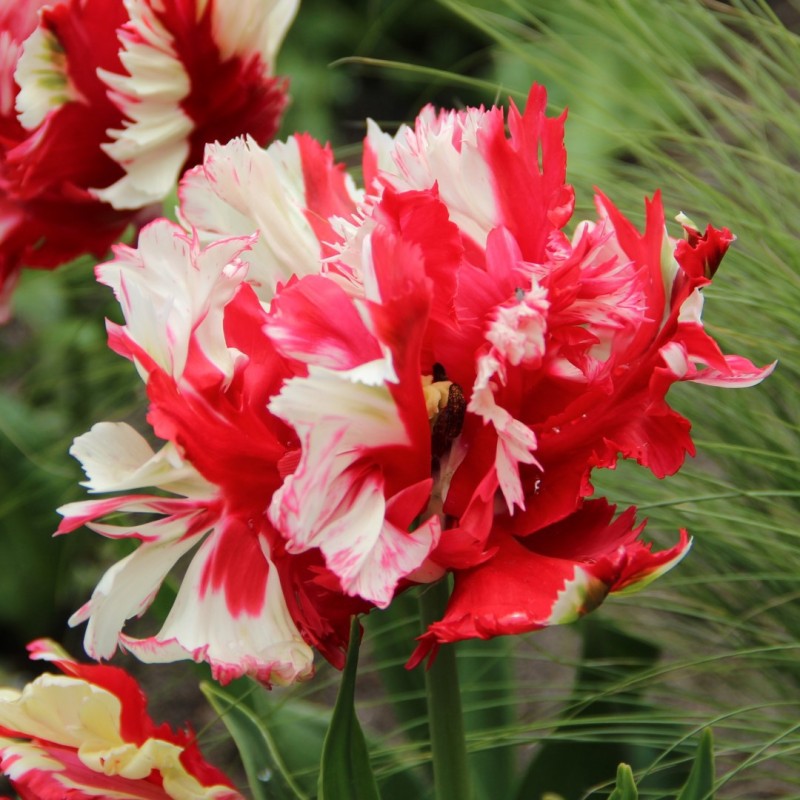 Tulipa 'Estella Rijnveld' Tulipa 'Estella Rijnveld'