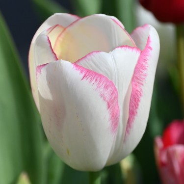 Tulipa 'Graceland'