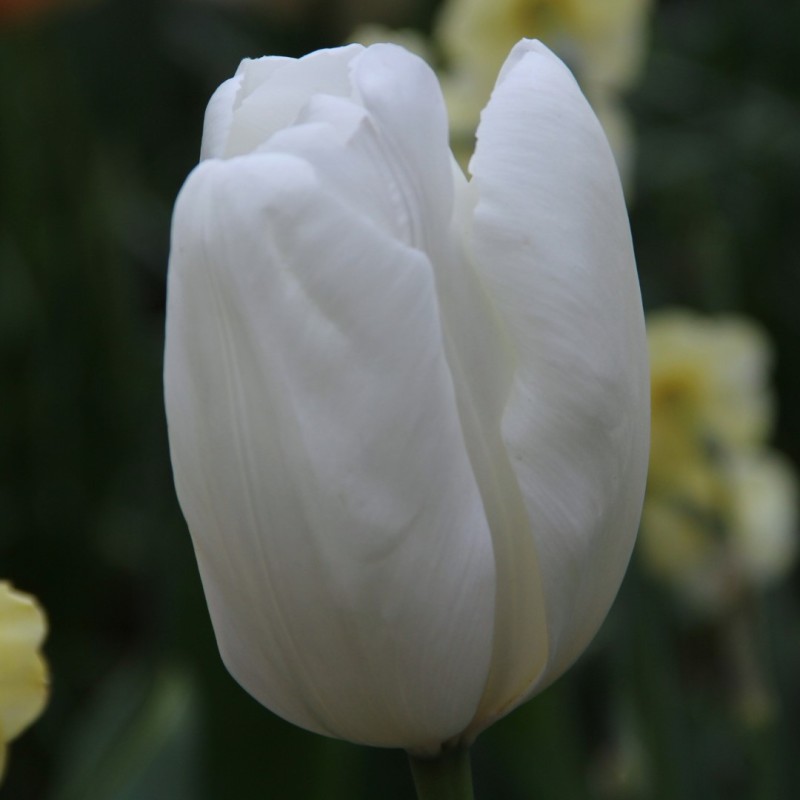 Tulipa 'Hakuun' Tulipa 'Hakuun'