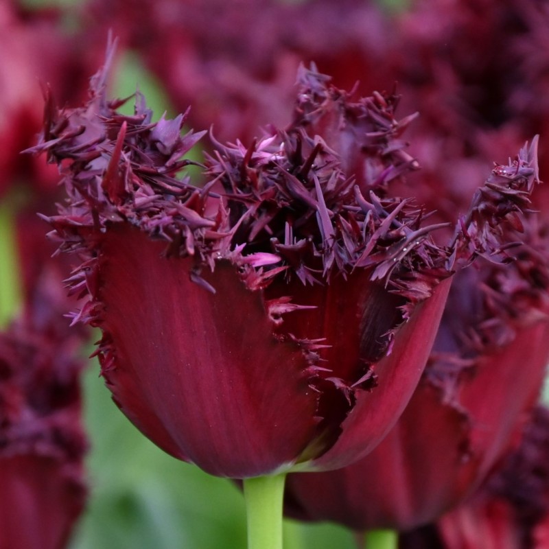 Tulipa 'Labrador'