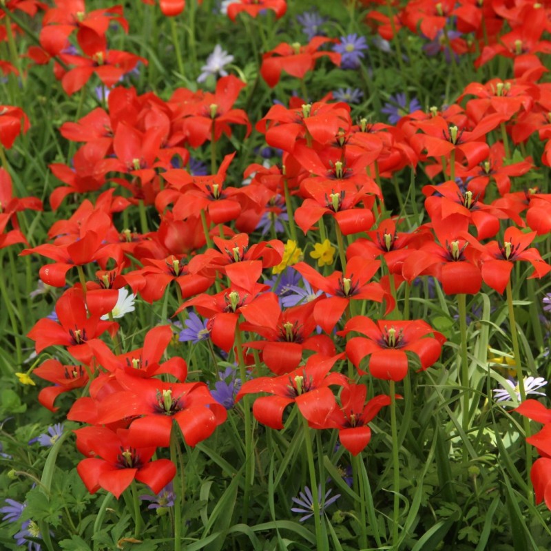 Tulipa linifolia Tulipa linifolia