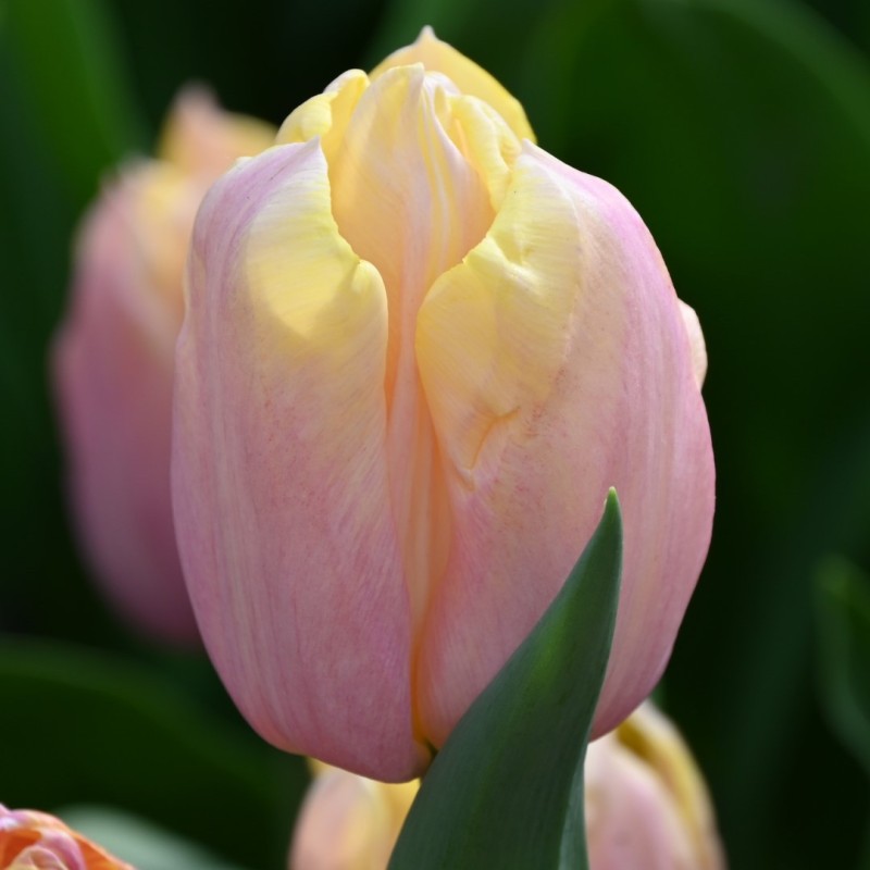 Tulipa 'Mango Charm' Tulipa 'Mango Charm'