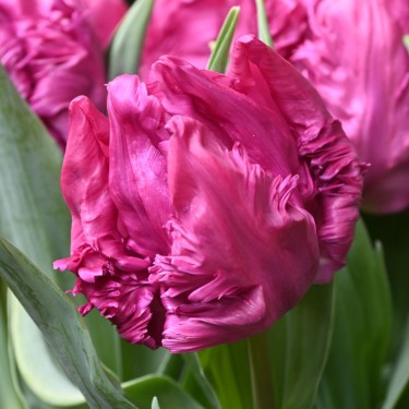 Tulipa 'Parrot Prince'