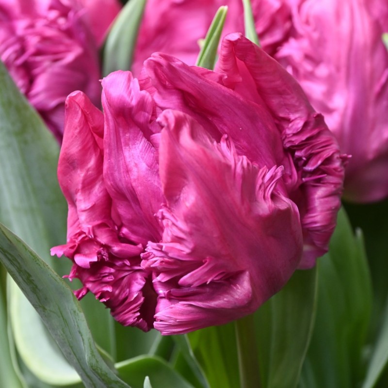 Tulipa 'Parrot Prince'