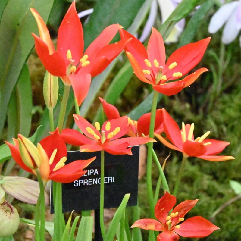 Tulipa sprengeri Tulipa sprengeri