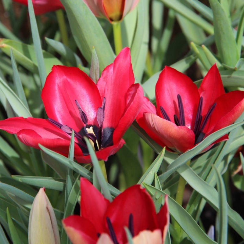 Tulipa stapfii Tulipa stapfii
