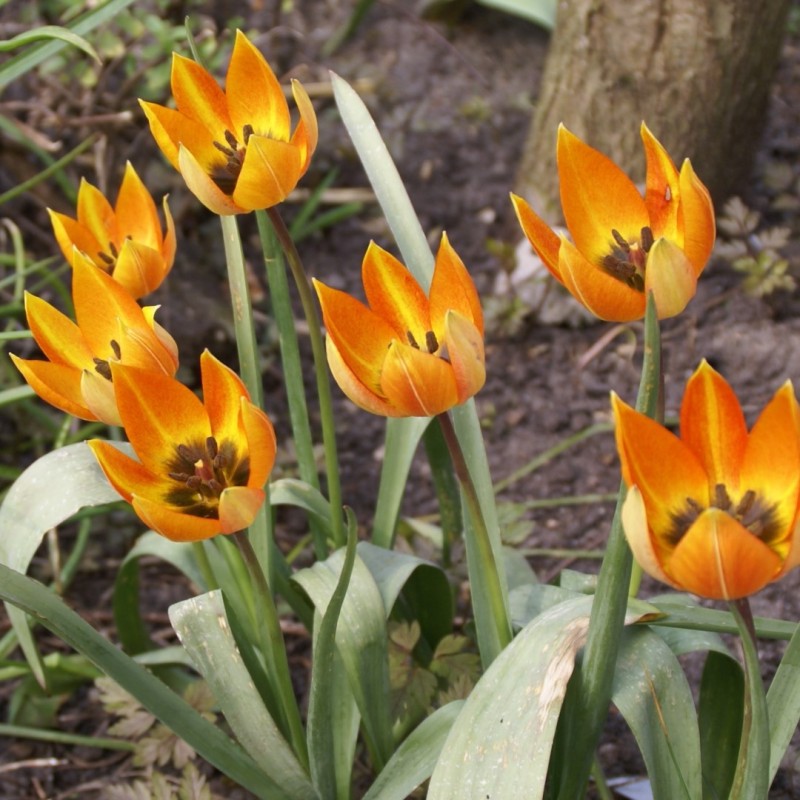 Tulipa whittallii Tulipa whittallii
