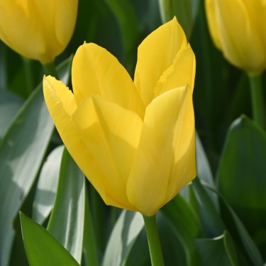Tulipa 'Yellow Purissima'