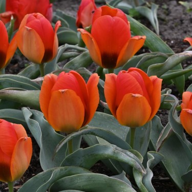 Tulipa albertii