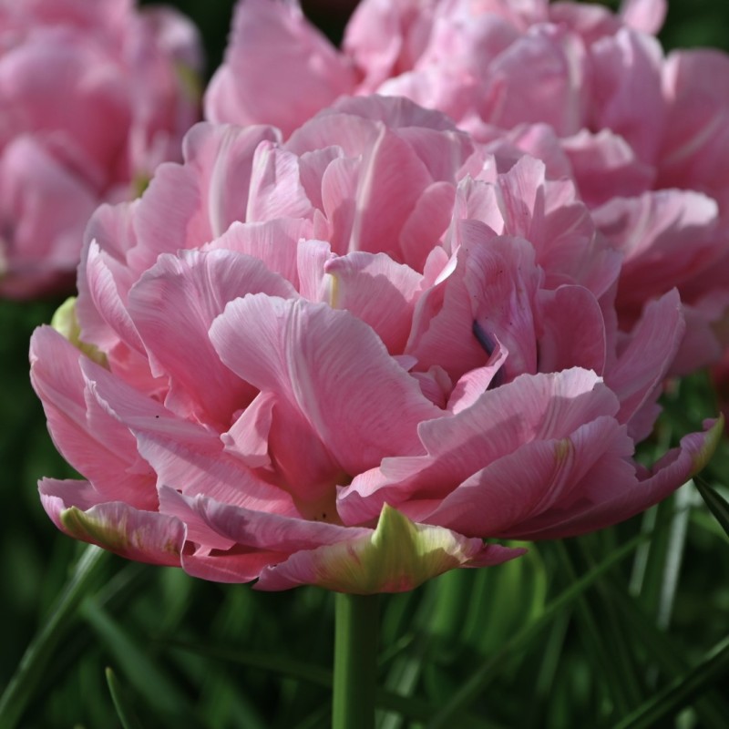 Tulipa 'Aveyron' Tulipa 'Aveyron'