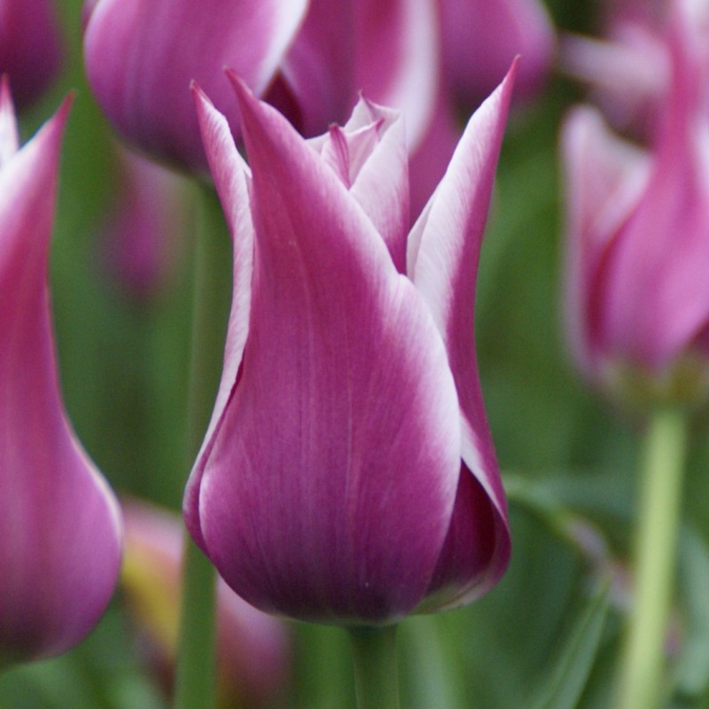 Tulipa 'Ballade' Tulipa 'Ballade'