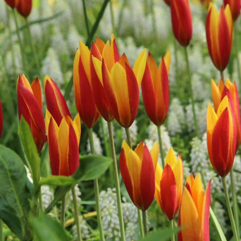 Tulipa clusiana var chrysantha 'Tubergens Gem' Tulipa clusiana var chrysantha 'Tubergens Gem'