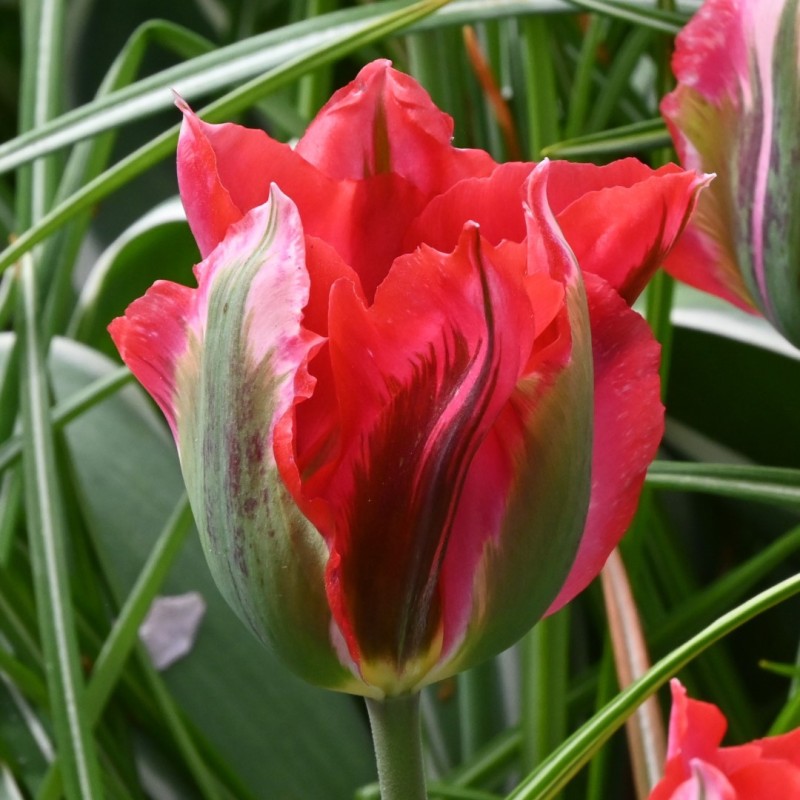 Tulipa 'Esperanto' Tulipa 'Esperanto'