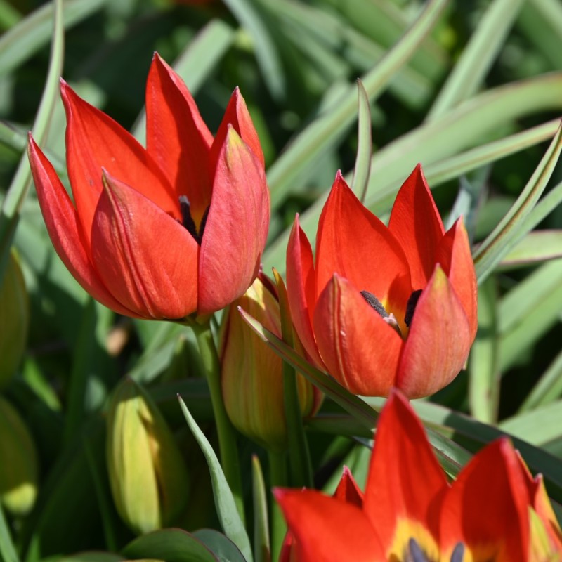 Tulipa hageri Tulipa hageri