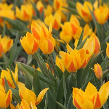 Tulipa heweri