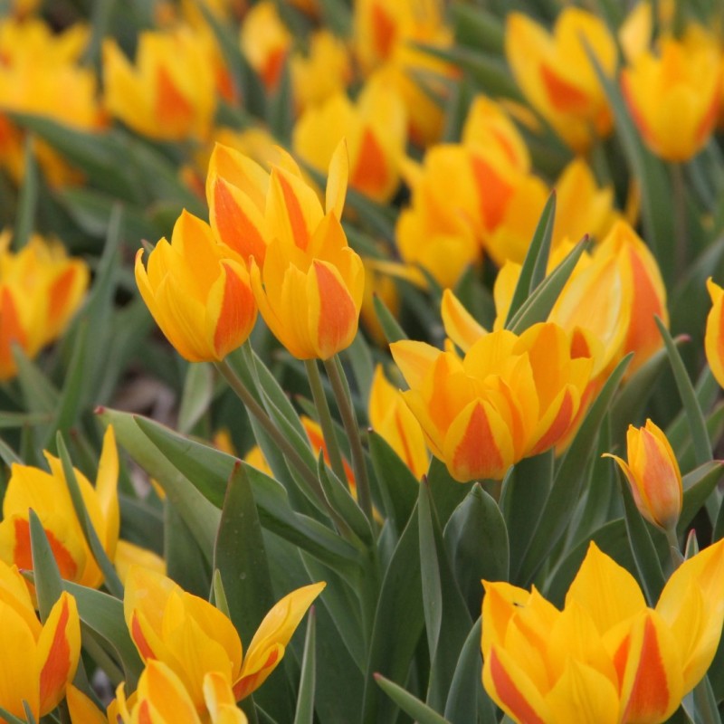 Tulipa heweri Tulipa heweri