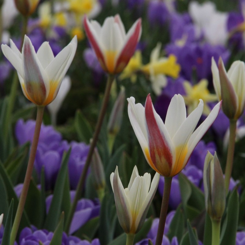 Tulipa 'Ice Stick' Tulipa 'Ice Stick'