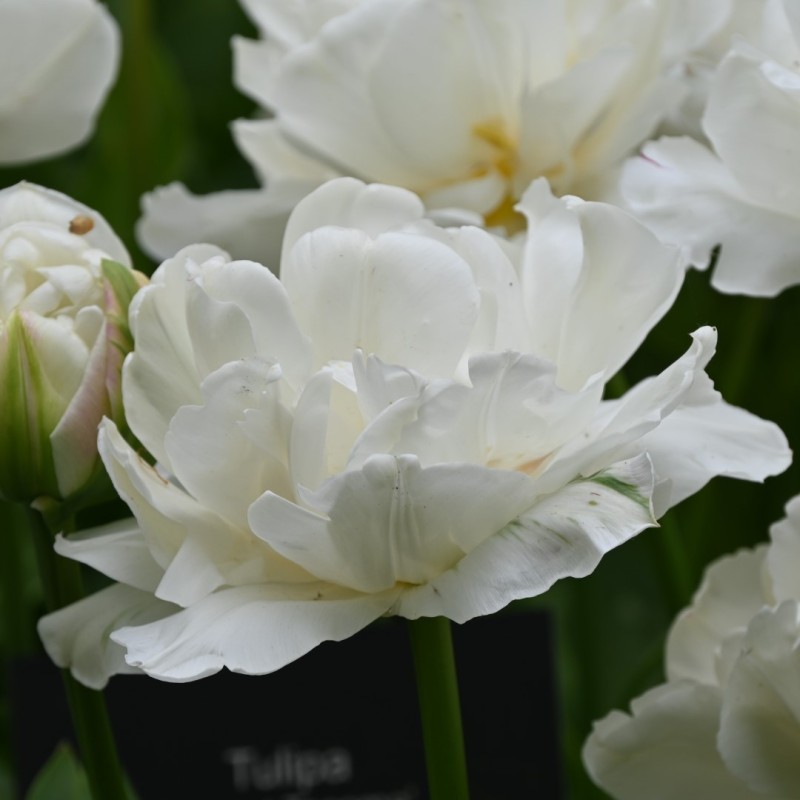 Tulipa 'Mount Tacoma' Tulipa 'Mount Tacoma'