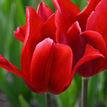 Tulipa 'Pieter de Leur'