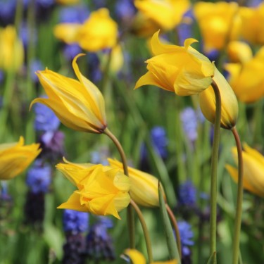 Tulipa sylvestris Tulipa sylvestris