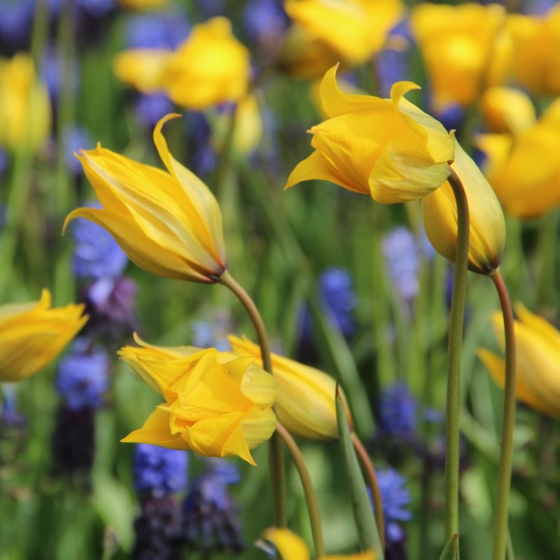 Tulipa sylvestris Tulipa sylvestris
