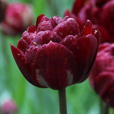 Tulipa 'Uncle Tom'