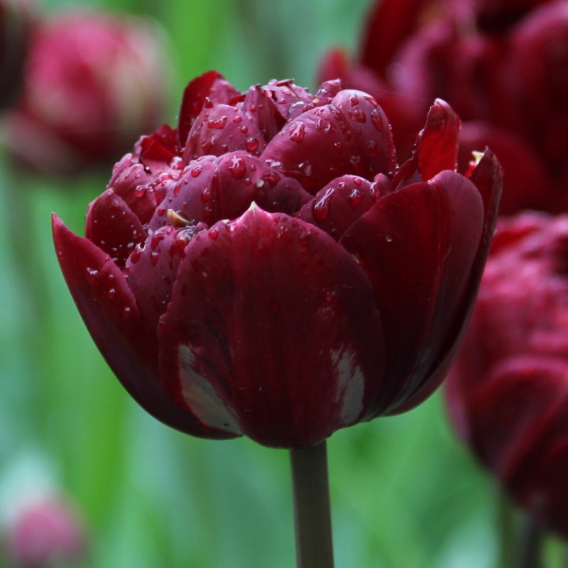 Tulipa 'Uncle Tom' Tulipa 'Uncle Tom'