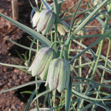 Fritillaria involucrata
