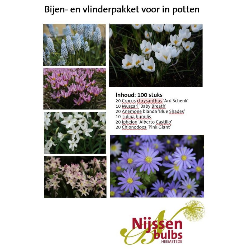 Bijenpakket voor in potten - 100 stuks Bijenpakket voor in potten - 100 stuks