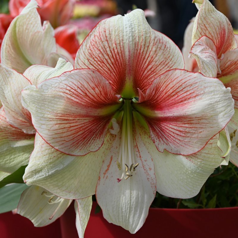 Hippeastrum 'Grandise Fantasy'® Hippeastrum 'Grandise Fantasy'®