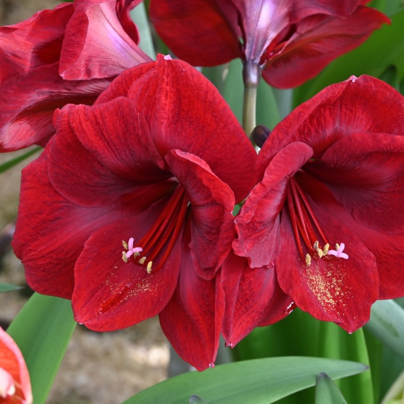 Hippeastrum 'Première'® Hippeastrum 'Première'®