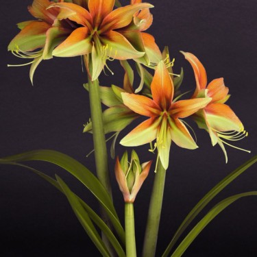 Hippeastrum 'Wild Amazone' ® Hippeastrum 'Wild Amazone' ®