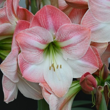 Hippeastrum 'Apple Blossom'
