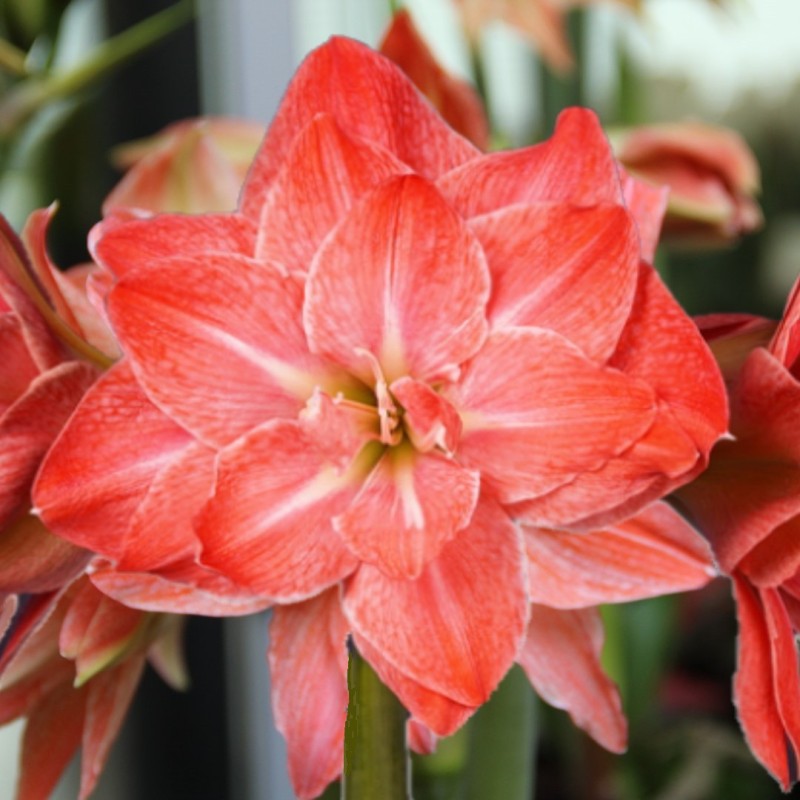 Hippeastrum 'Flamingo Amadeus' ® Hippeastrum 'Flamingo Amadeus' ®
