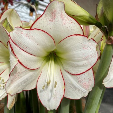 Hippeastrum 'Picasso'®