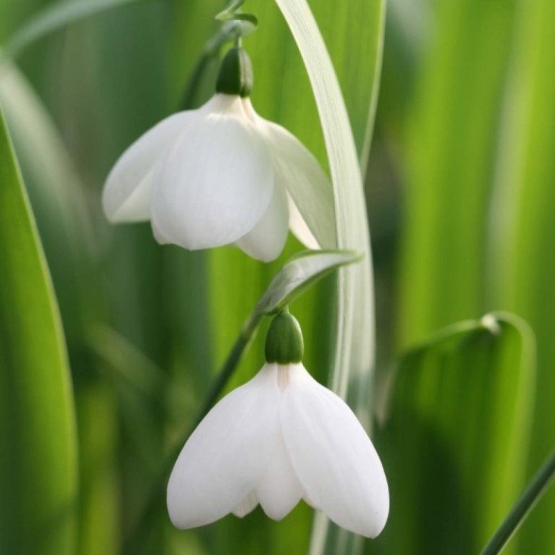 Galanthus 'White Perfection' Galanthus 'White Perfection'