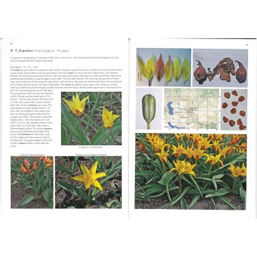 Book -Tulips and their Natural History- Book -Tulips and their Natural History-