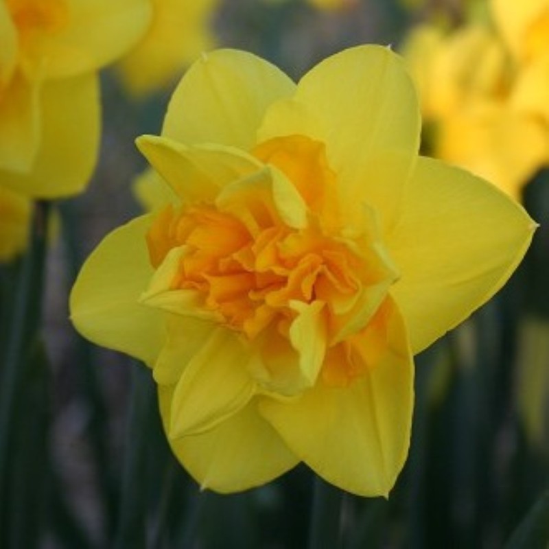 Narcissus 'Flying Colours' Narcissus 'Flying Colours'