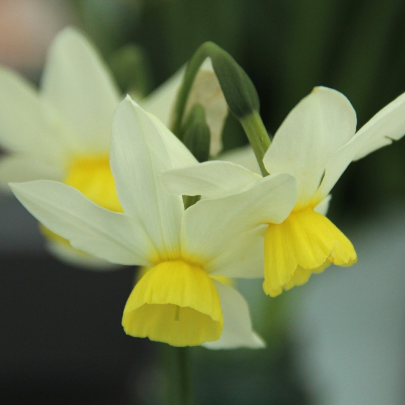 Narcissus 'Jingle Bells' Narcissus 'Jingle Bells'