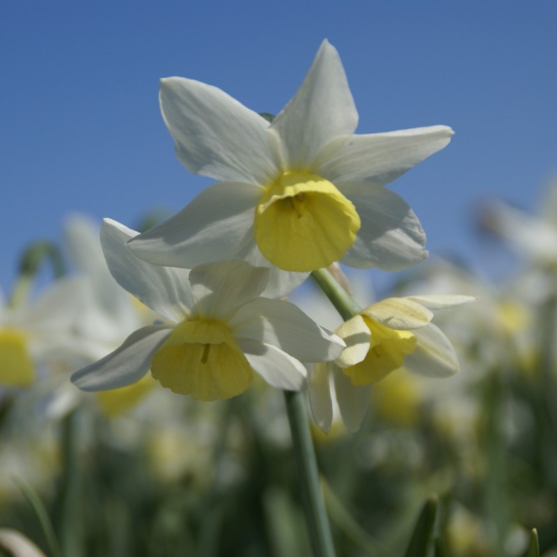 Narcissus 'Jingle Bells' Narcissus 'Jingle Bells'