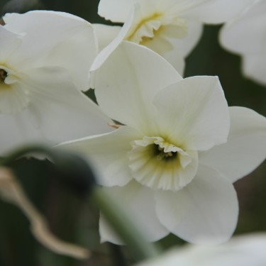 Narcissus 'Crystal Clear' Narcissus 'Crystal Clear'