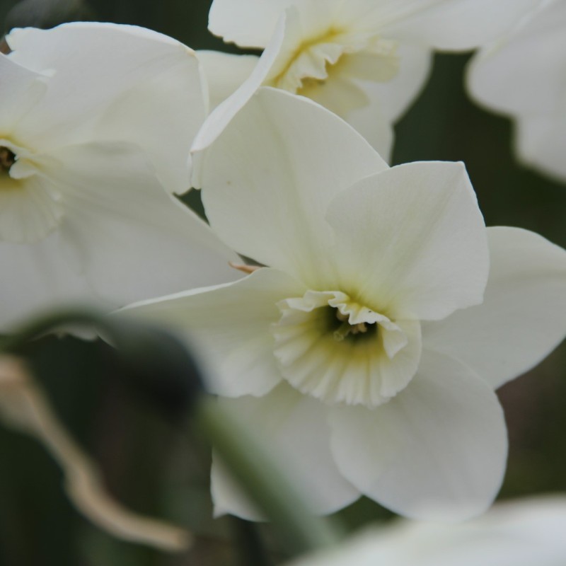 Narcissus 'Crystal Clear' Narcissus 'Crystal Clear'