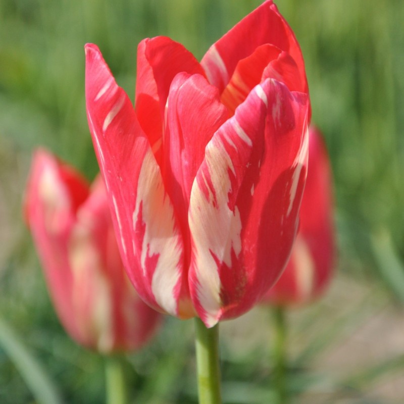 Tulipa 'Zomerschoon' Tulipa 'Zomerschoon'