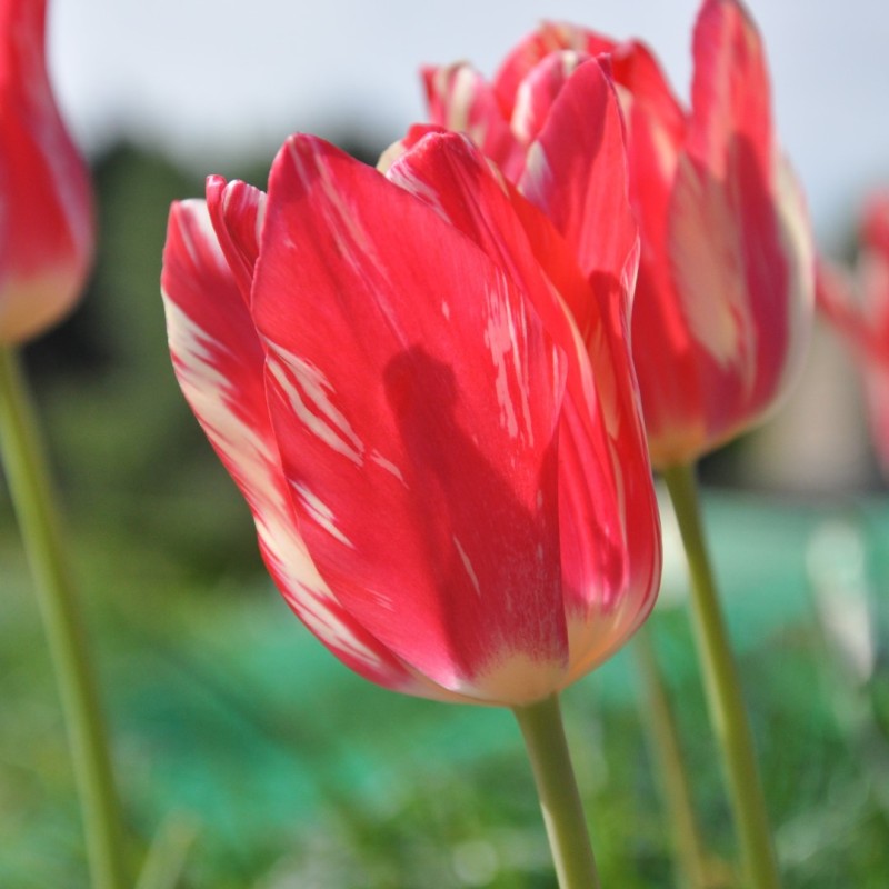 Tulipa 'Zomerschoon' Tulipa 'Zomerschoon'