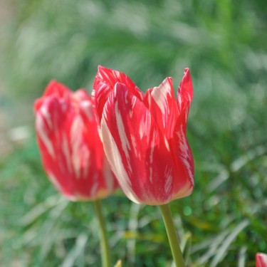 Tulipa 'Zomerschoon' Tulipa 'Zomerschoon'