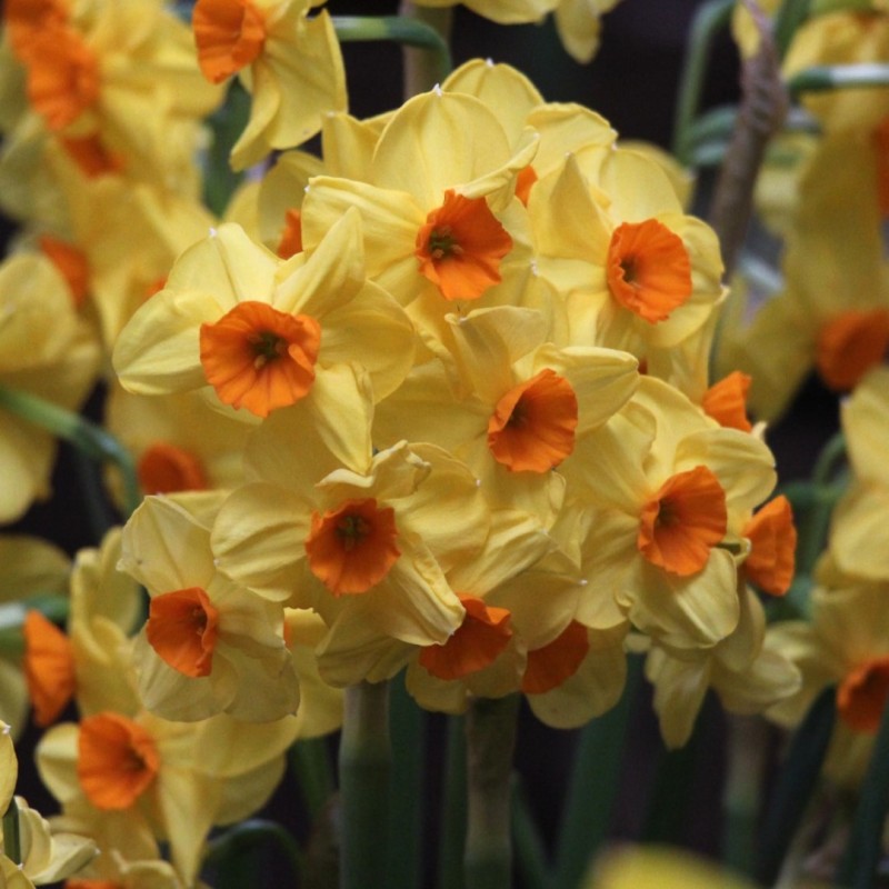 Narcissus 'Royal Connection' Narcissus 'Royal Connection'