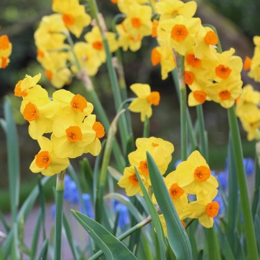 Narcissus 'Royal Connection' Narcissus 'Royal Connection'