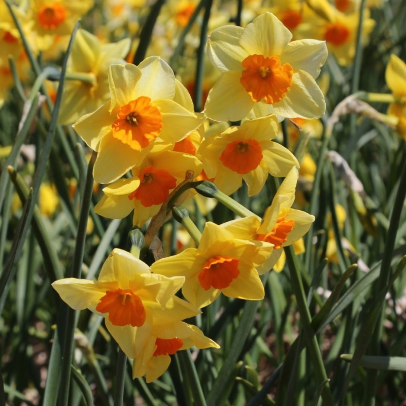 Narcissus 'Suzy' Narcissus 'Suzy'